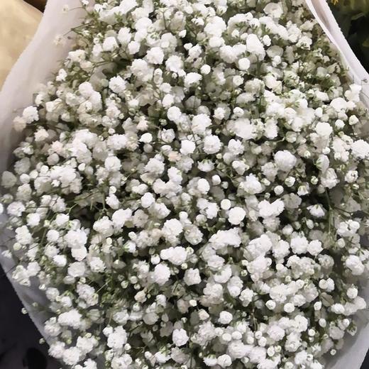 配花-国产满天星-白色-1kg 商品图0