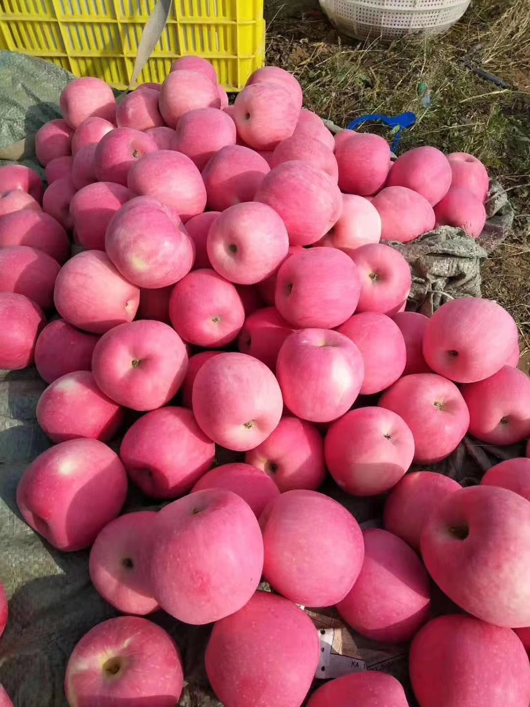 非冷库红富士苹果甘肃秦安优质果园现摘现发好评不断