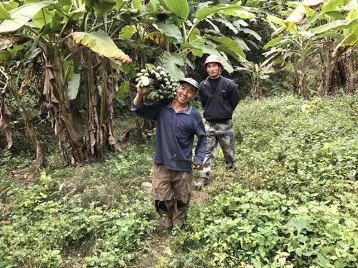 自然生自然熟芭蕉又开团咯！积量发货哟！5斤装，积量发货 商品图3