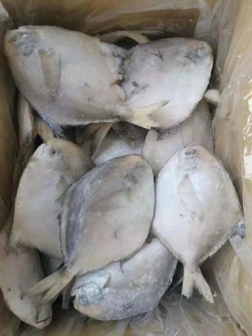整箱约6斤新鲜冷冻东海舟山野生白鲳鱼