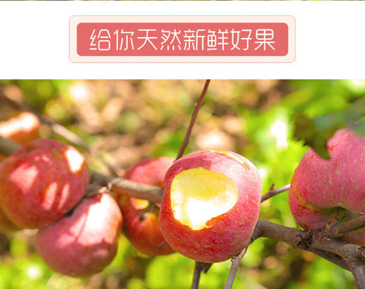 四川特产大凉山盐源红富士糖心苹果 商品图0