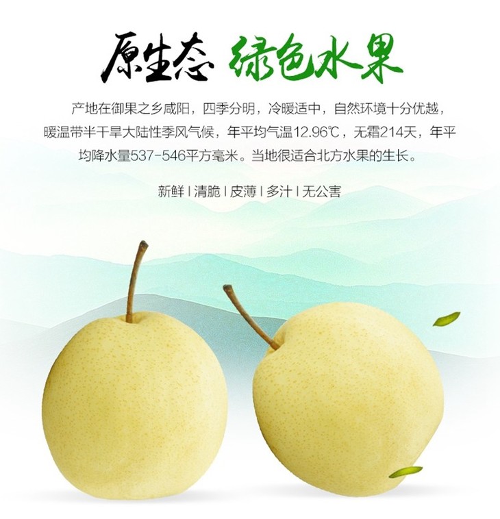 陕西蒲城贡梨 百年老树 康熙乾隆爱吃的酥梨 现摘现发 - 甜果屋原产地