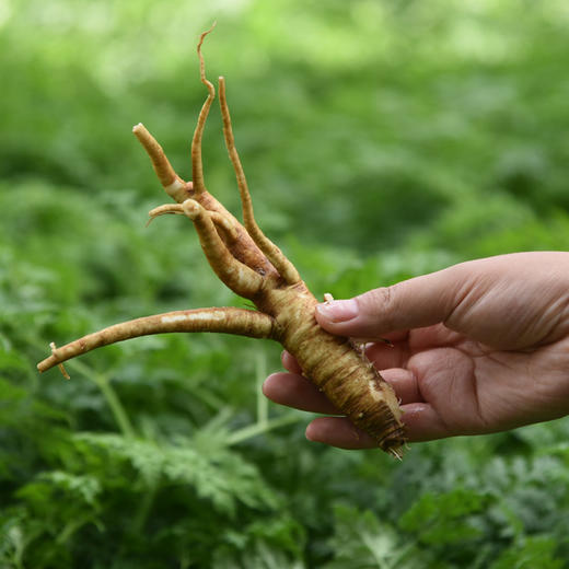 嘎吉吉品现货新鲜菜当归农家现挖现发5斤装甜当归