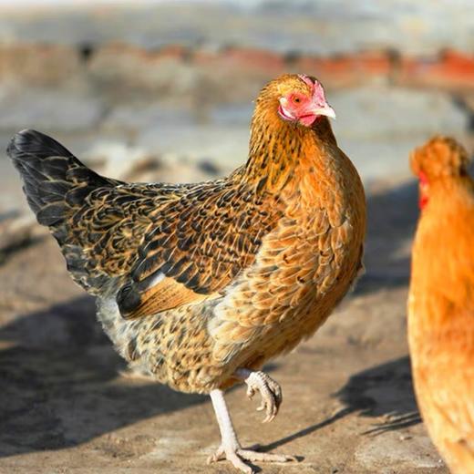 【乡村振兴】皖北农家散养老母鸡  带卵老母鸡 原粮饲养   健康营养 商品图1