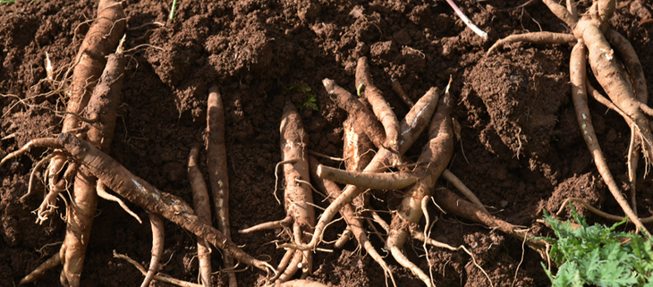 嘎吉吉品现货新鲜菜当归农家现挖现发5斤装甜当归