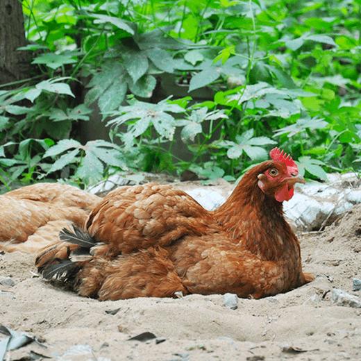 【乡村振兴】皖北农家散养老母鸡  带卵老母鸡 原粮饲养   健康营养 商品图9