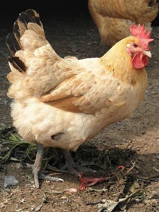 【乡村振兴】皖北农家散养老母鸡  带卵老母鸡 原粮饲养   健康营养 商品图2