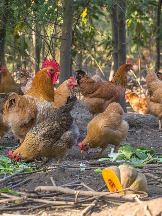 【乡村振兴】皖北农家散养老母鸡  带卵老母鸡 原粮饲养   健康营养 商品图6