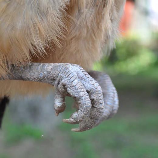 【乡村振兴】皖北农家散养老母鸡  带卵老母鸡 原粮饲养   健康营养 商品图4