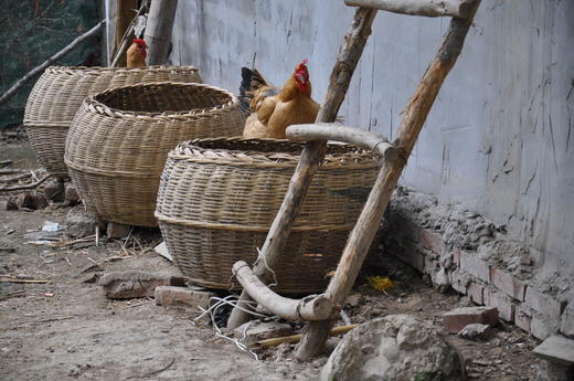【乡村振兴】皖北农家散养老母鸡  带卵老母鸡 原粮饲养   健康营养 商品图8