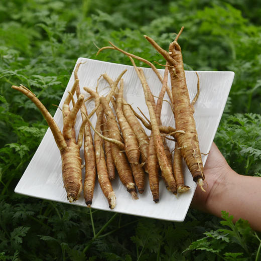 嘎吉吉品现货新鲜菜当归农家现挖现发5斤装甜当归