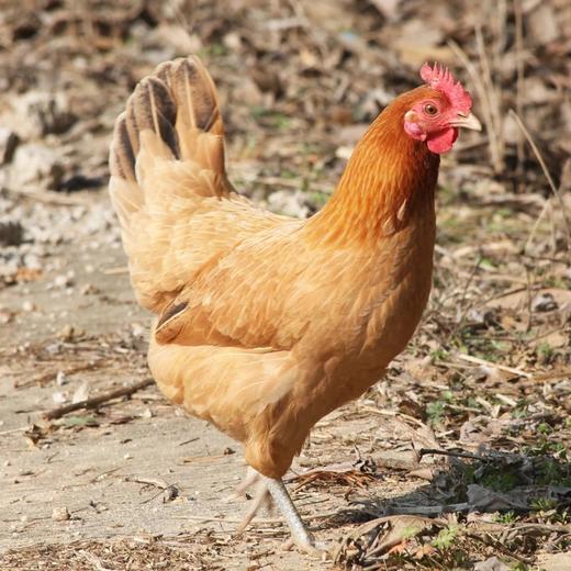 助农皖北农家散养土鸡原生态环境养殖健康营养