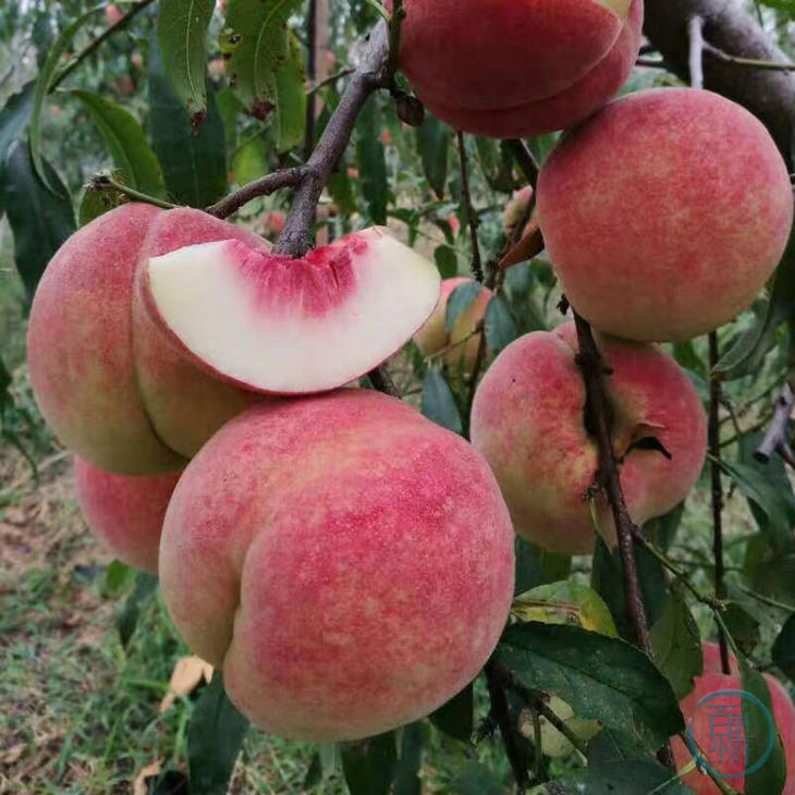 百里小厨金秋红蜜桃像蜜一样甜桃子味儿足太好吃包顺丰1013