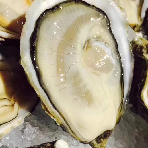 【法国原产】鲜活生蚝 玫瑰粉钻 N2号【French-Fresh Tarbouriech oyster 】 商品图2