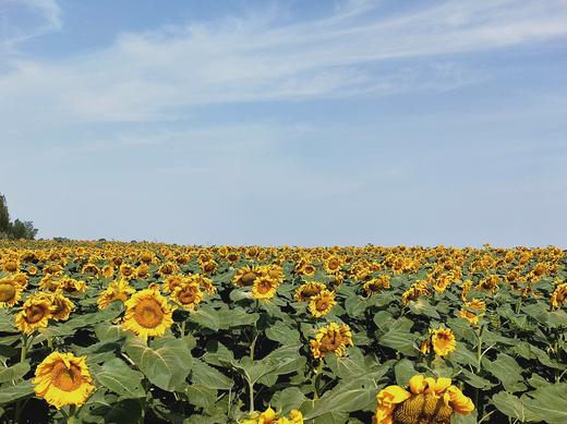 【限时秒杀】内蒙古大颗粒葵瓜子，皮薄酥脆，颗颗臻选，越嗑越香 坚果系列 商品图4