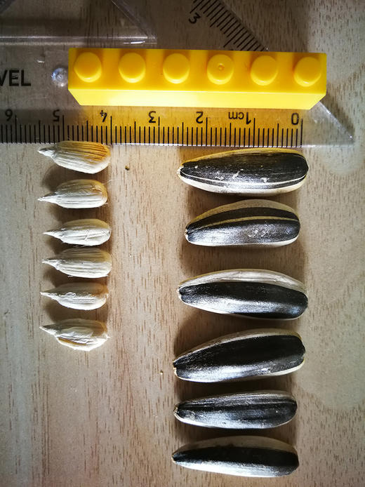 【限时秒杀】内蒙古大颗粒葵瓜子，皮薄酥脆，颗颗臻选，越嗑越香 坚果系列 商品图2