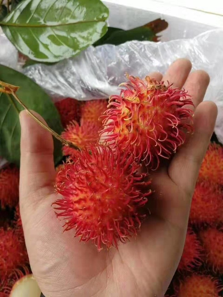 【市内同城】56元抢购 【精装越南红毛丹】5盒*250g 左右 只限长春市