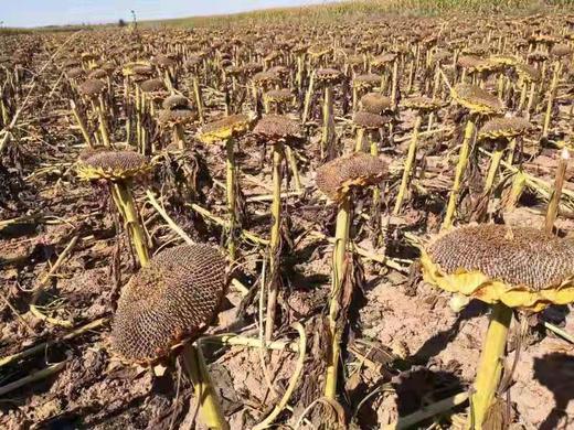 【限时秒杀】内蒙古大颗粒葵瓜子，皮薄酥脆，颗颗臻选，越嗑越香 坚果系列 商品图5