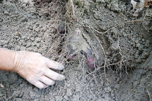 赣南紫山药野生种带言