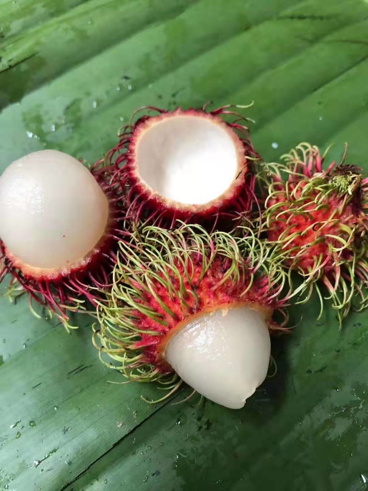 【市内同城】56元抢购 【精装越南红毛丹】5盒*250g 左右 只限长春市