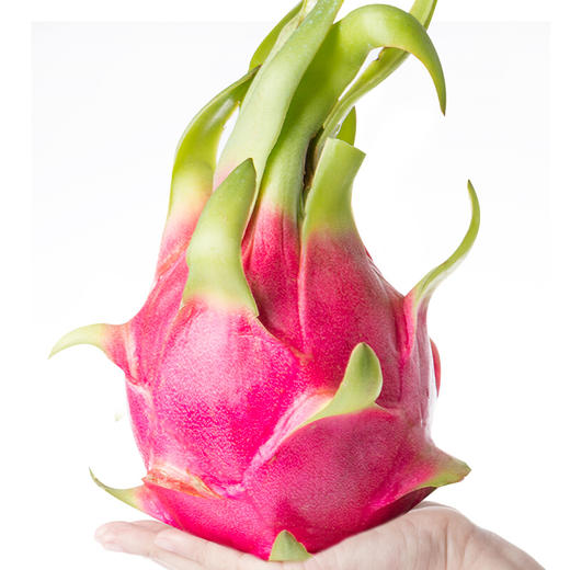 会员145颗越南进口白心火龙果特级大果