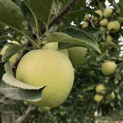 一年一度新疆雪山王林苹果,22-26颗约10斤自天山脚下,雪水灌溉,香嫩