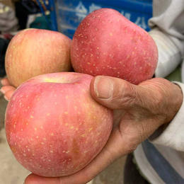 山西高原糖苹果 农家种植  脆甜多汁 不打蜡