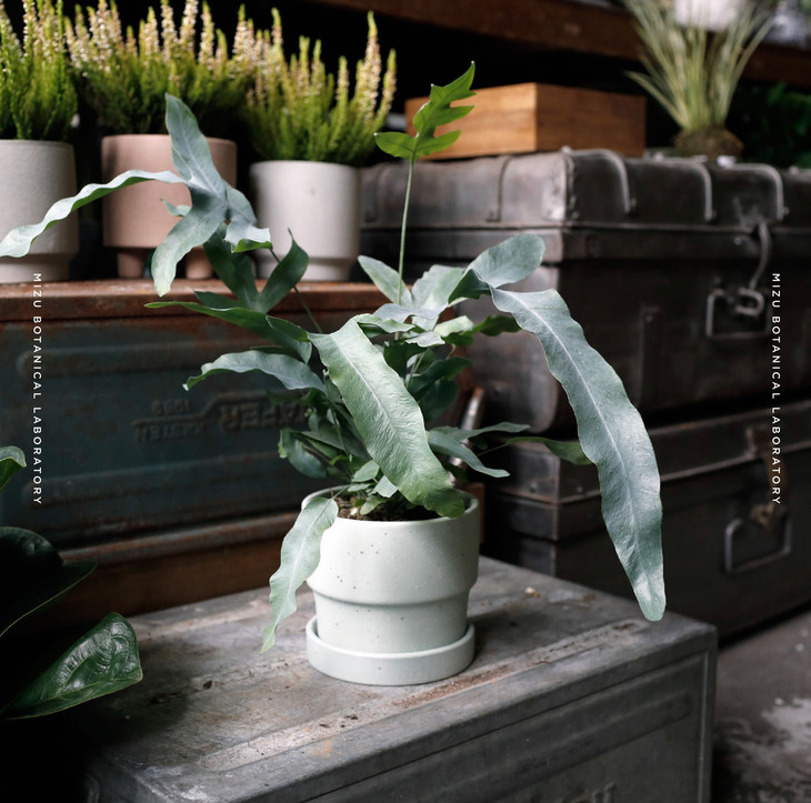 blue star 迷雾精灵-蓝星蕨