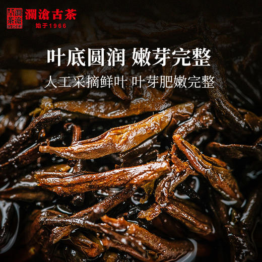 澜沧古茶2019年0081普洱茶熟茶熟普老树七子饼茶叶357g云南特产 商品图2