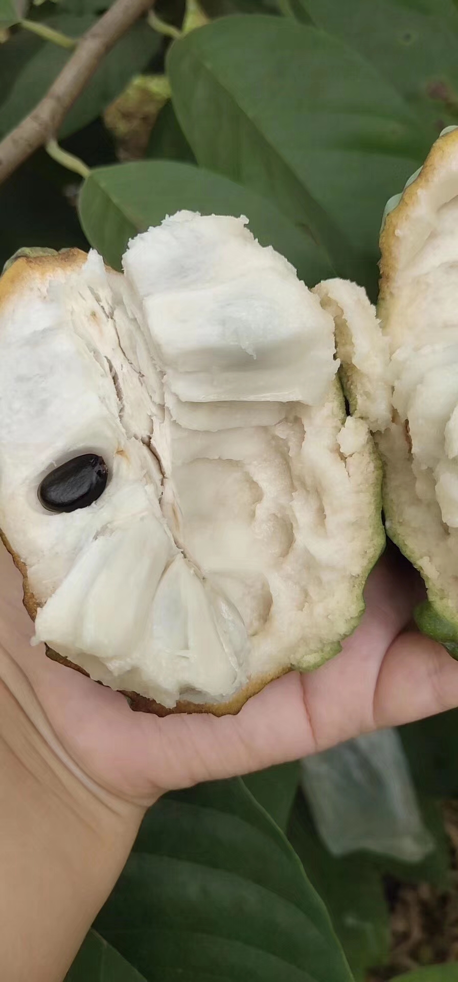 最甜的水果 因外形类似佛像头部而得名释迦,特有清润甜香味 果肉