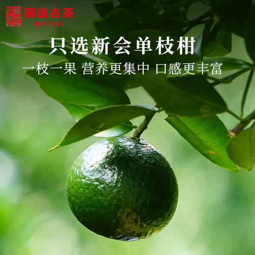 【双11预售】澜沧古茶2019年茶妈妈陈皮普洱小青柑熟茶新会柑120g 商品图1