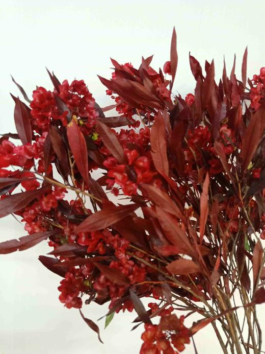 永生迎客豆红橙蓝