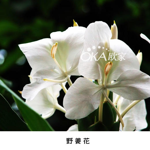 姜花纯露/小锅蒸馏 120ml 草木崇拜