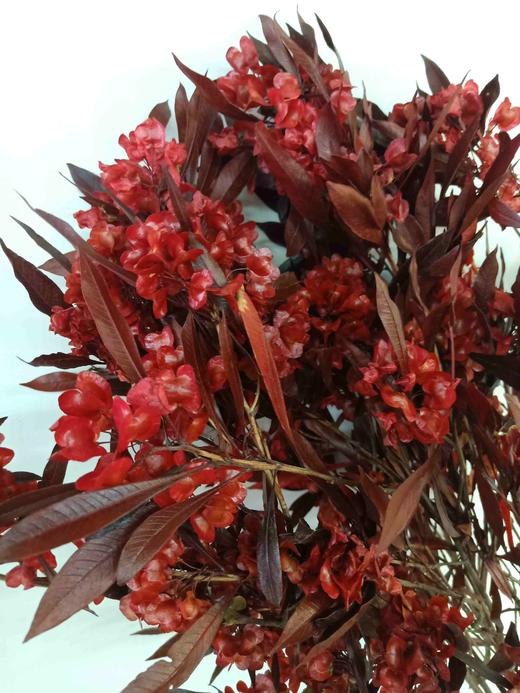 永生迎客豆红橙蓝