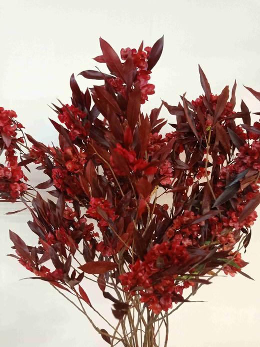 永生迎客豆红,橙,蓝 - 哈尔滨中山鲜花批发