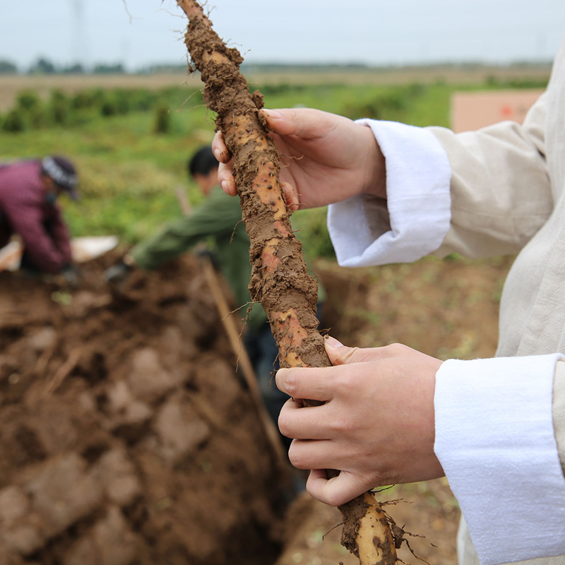 【焦作基地直发】东济堂温县山药种植基地  现挖垆土铁棍山药 人工挖掘 铁锈红斑 60cm礼盒装五斤
