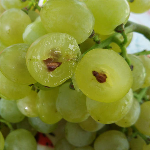 正宗 大泽山白玫瑰香葡萄 泽玉(泽香)葡萄 (水果)