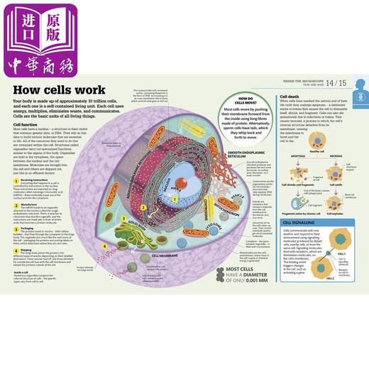 【中商原版】DK-How the Body Works 商品图1