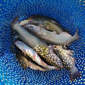 生态鮰鱼 | 绿家自产*Eco- longsnout catfish | Self-production