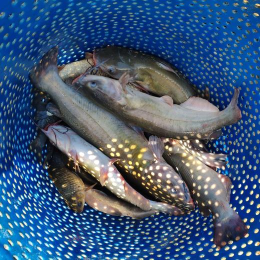 生态鮰鱼 | 绿家自产*Eco- longsnout catfish | Self-production 商品图0