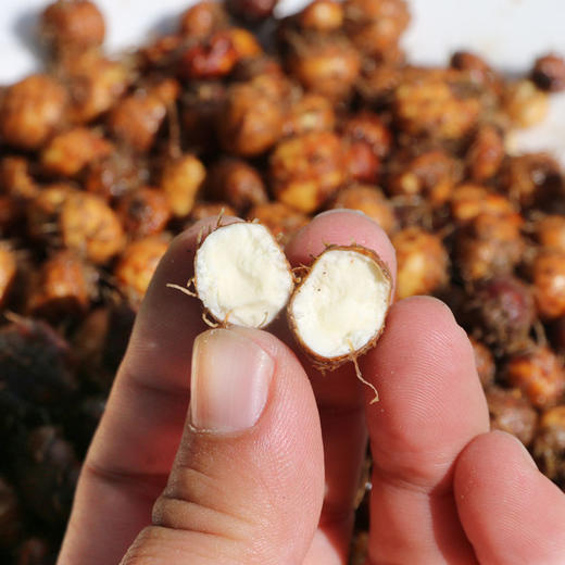 密农人家农户自种油莎豆生吃脆甜油炸酥香1斤