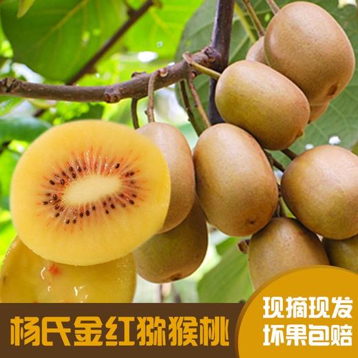 中国农业的芯片--杨氏猕猴桃， 水果之王， 只有新西兰金果可一比高下 商品图9