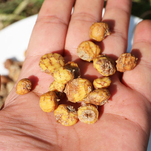 密农人家农户自种油莎豆生吃脆甜油炸酥香1斤