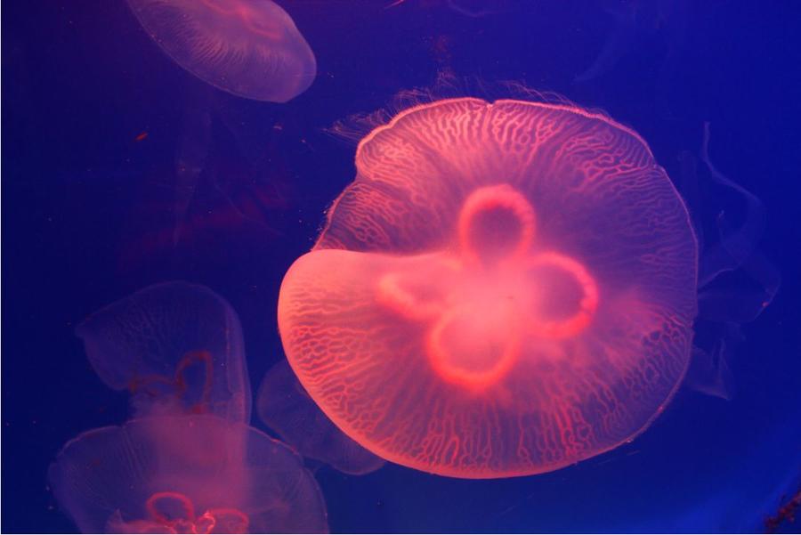 美到你忘记眨眼睛的梦幻水母