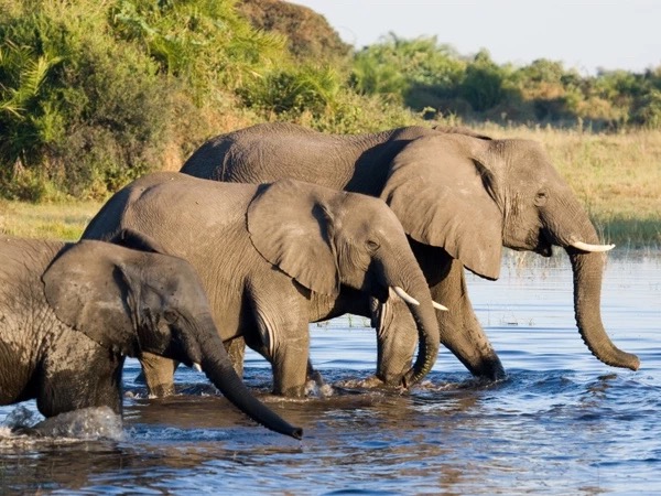 南部非洲三国丨博茨瓦纳奥卡万戈三角洲动物追踪、津巴布韦&赞比亚维多利亚瀑布10天摄影团