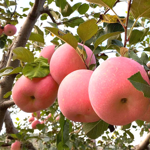 社区团购 沂源红 苹果 商品图4