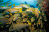 【度假村】印尼四王岛Raja Ampat Papua Diving 潜水套餐 【2023年8月更新】 商品缩略图12