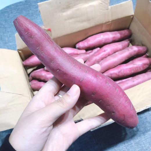 【日本金时地瓜】土豪地瓜，鸣门金时地瓜，口感细腻，粉而不干，奶香还甜，蒸/煮/烤都适合 商品图5