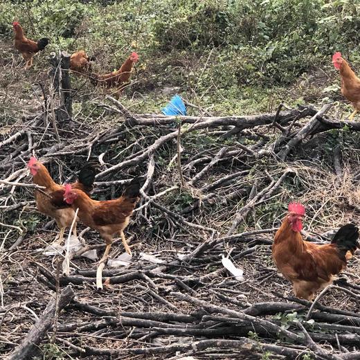 跑山童子鸡约2斤 商品图3