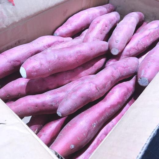 【日本金时地瓜】土豪地瓜，鸣门金时地瓜，口感细腻，粉而不干，奶香还甜，蒸/煮/烤都适合 商品图6